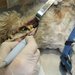 Vet Stil Consult - cabinet veterinar